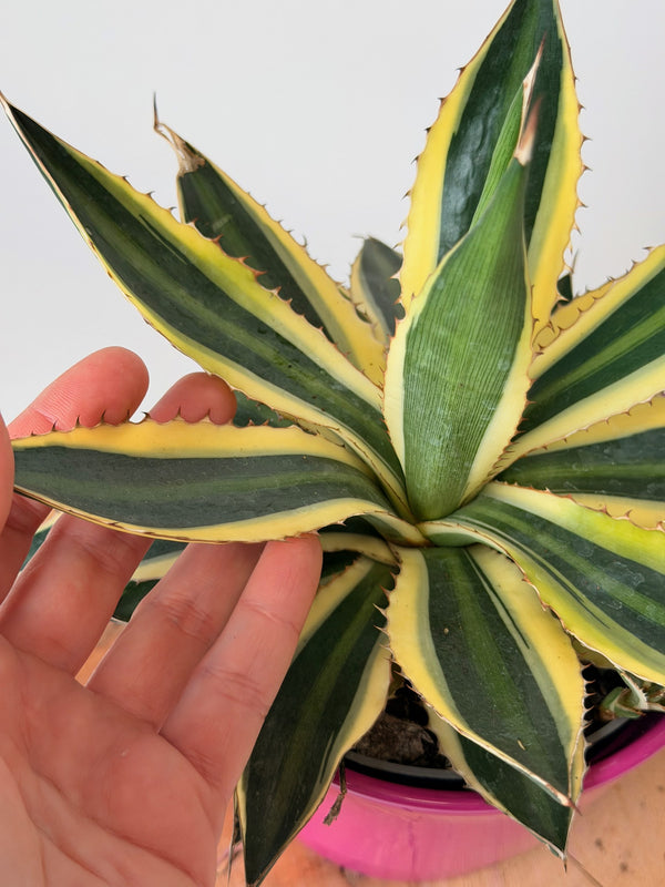 Agave lophantha ‘Quadricolor’ (agáve čtyřbarevná)