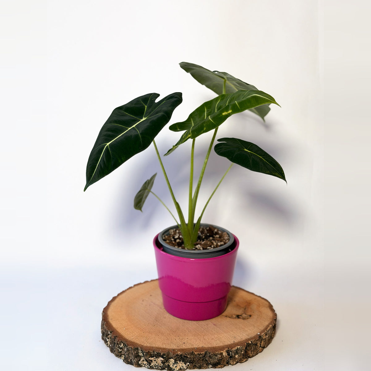 Alocasia micholitziana ‘Frydek’