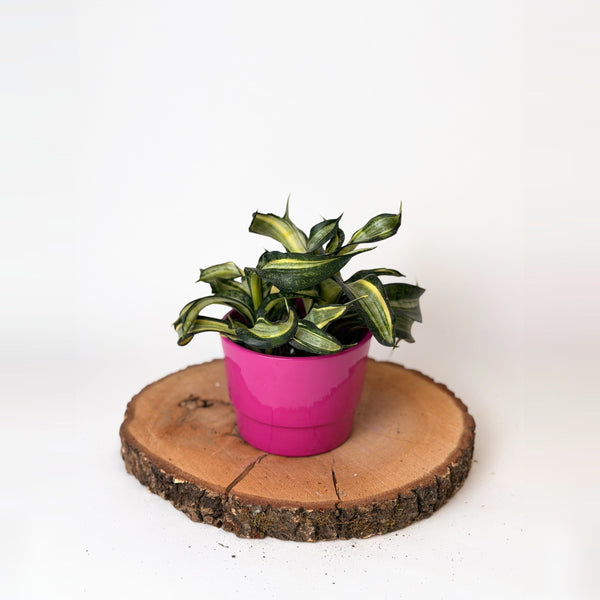 Sansevieria trifasciata ‘Hahnii Twirl Star’
