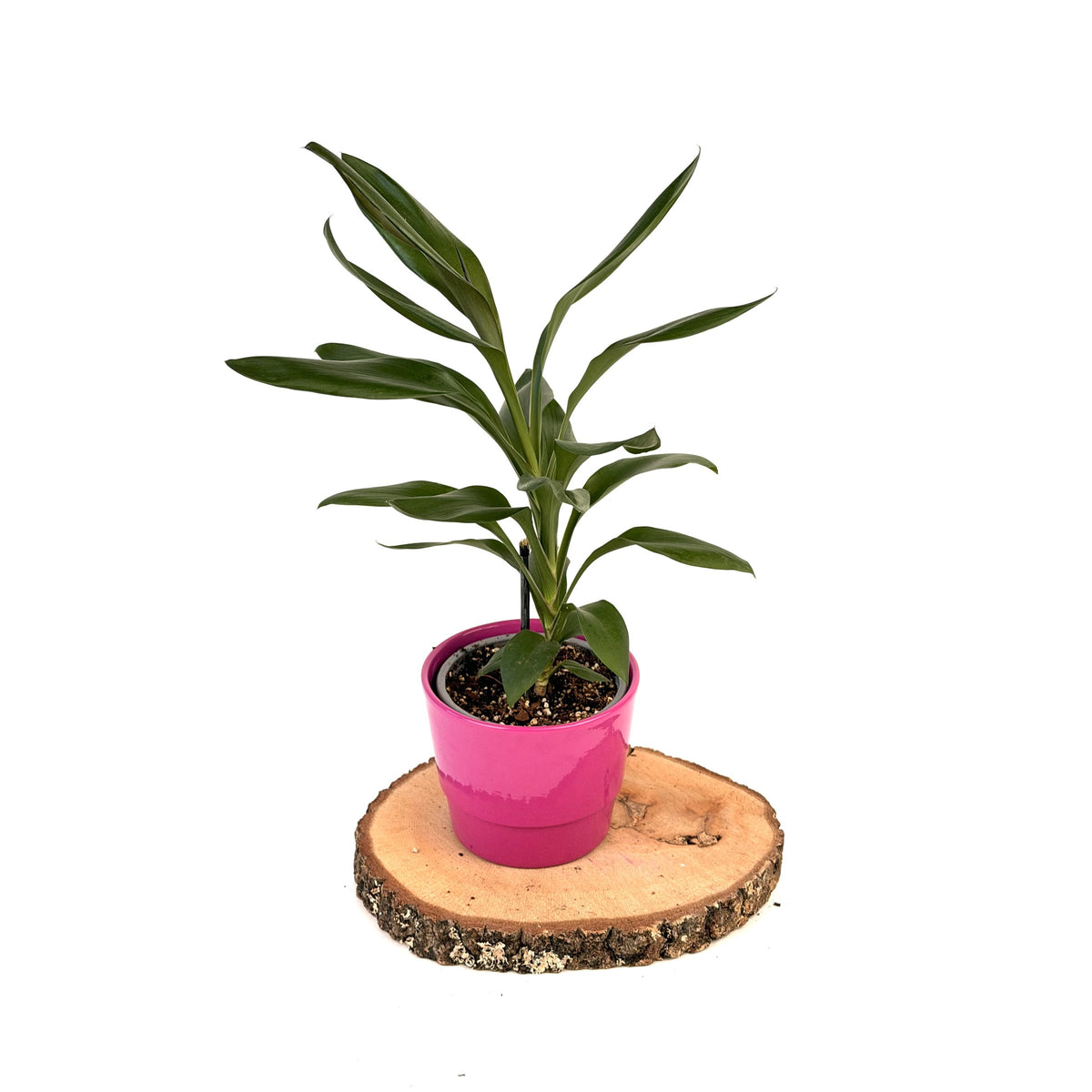 Cordyline fruticosa ‘Glauca’ (kordylina)