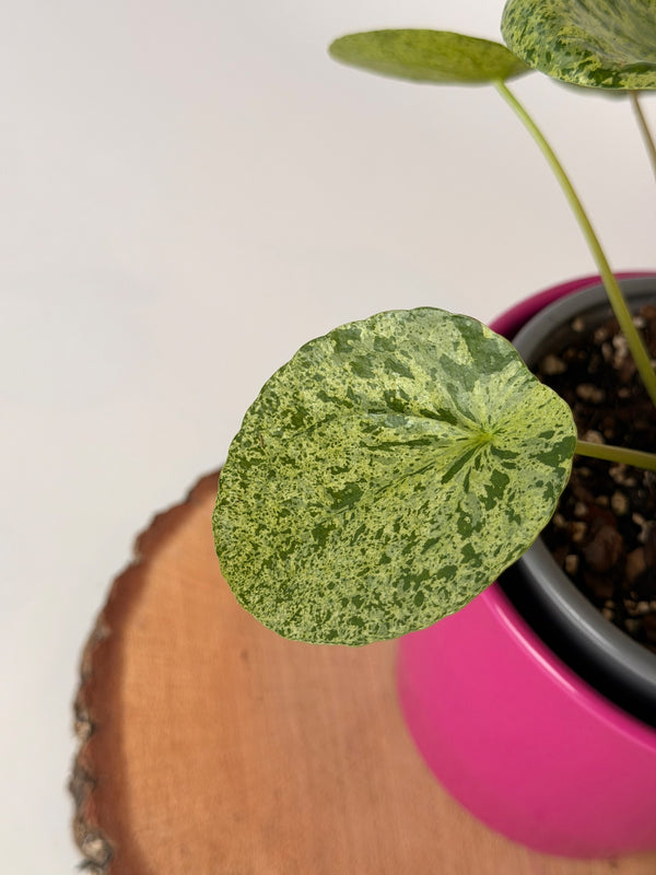 Pilea peperomioides ‘Mojito’