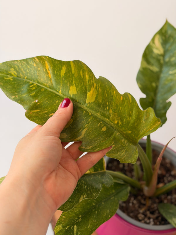 Philodendron ‘Ring of Fire’