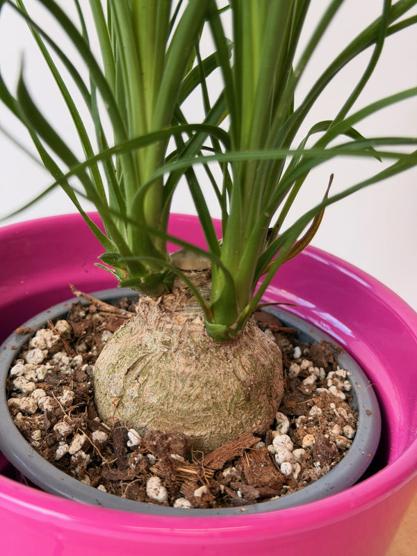 Beaucarnea recurvata (sloní noha)