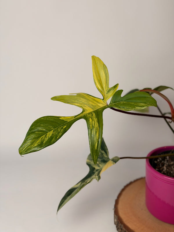 Philodendron ‘Florida Beauty’