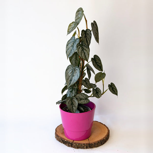 Philodendron brandtianum