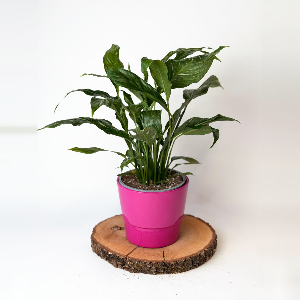 Spathiphyllum ‘Diamond’ (toulcovka)