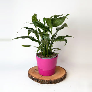 Spathiphyllum ‘Diamond’ (toulcovka)