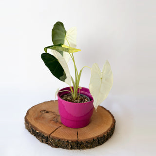Alocasia micholitziana ‘Frydek’ Variegata
