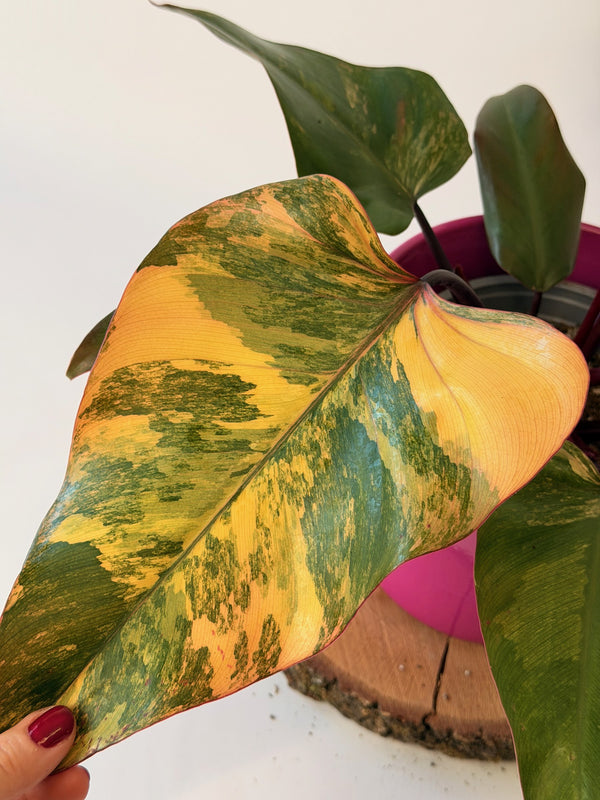 Philodendron ‘Strawberry Shake’