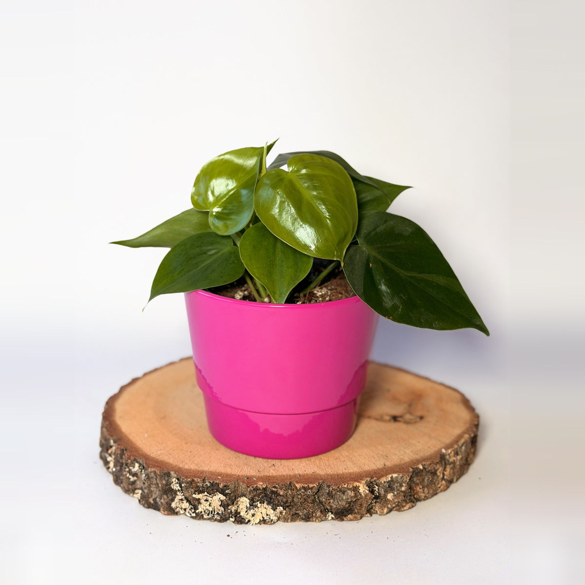 Philodendron hederaceum (scandens)