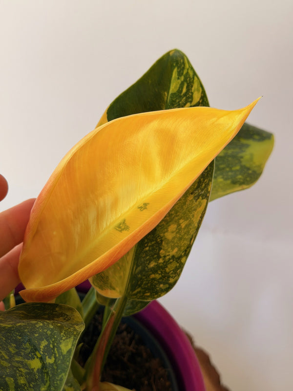 Philodendron ‘Green Congo Variegata’