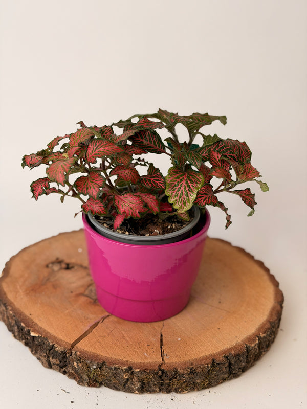 Fittonia (mix barev)