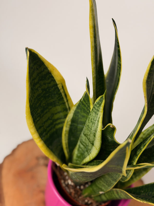 Sansevieria trifasciata ‘Futura Superba’
