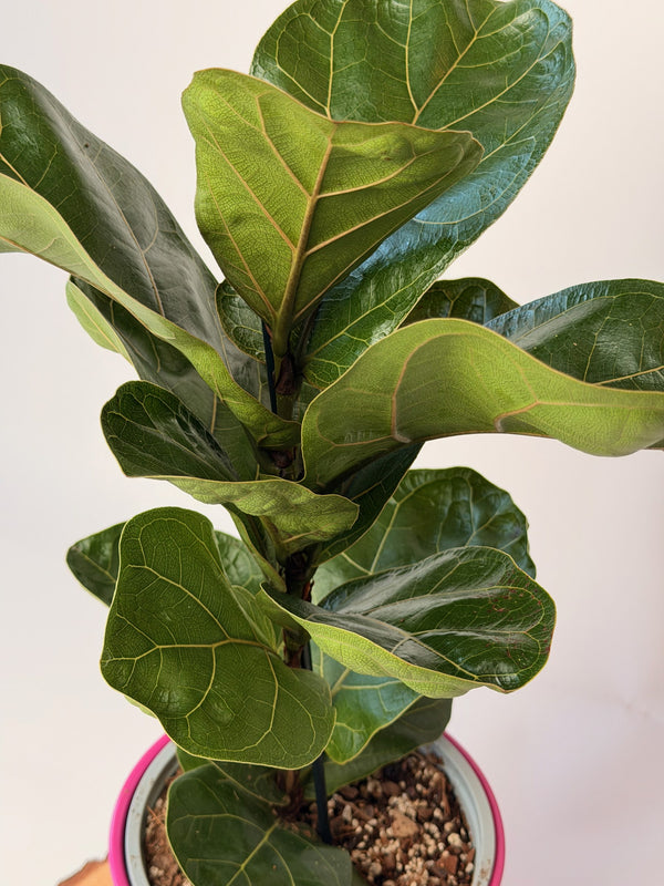 Ficus lyrata ‘Bambino’ (fíkus lyrovitý)