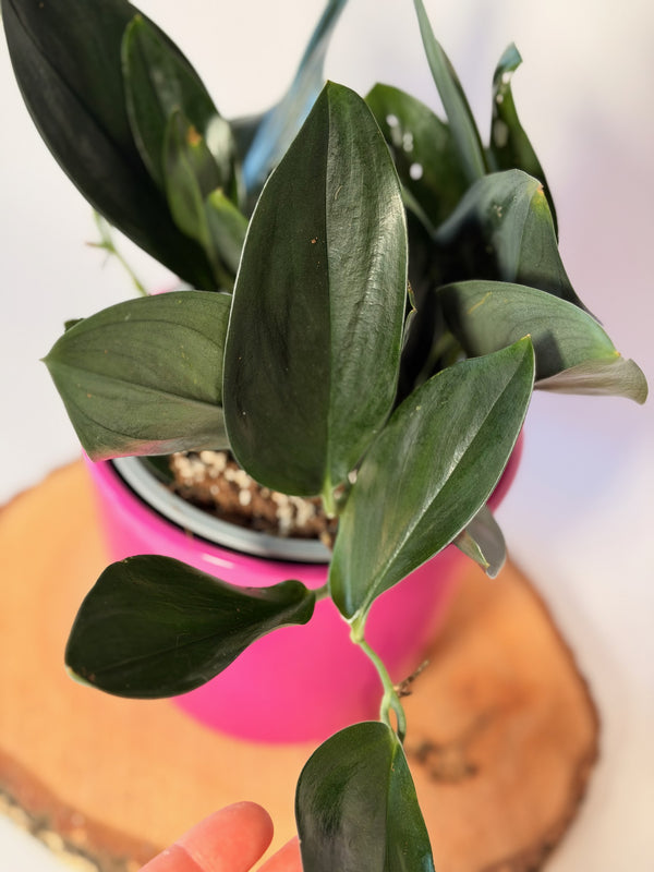 Scindapsus treubii ‘Dark Form’