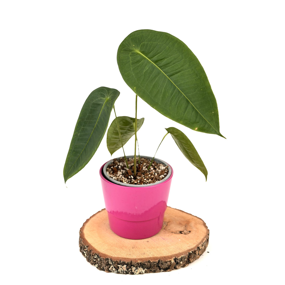 Anthurium peltigerum