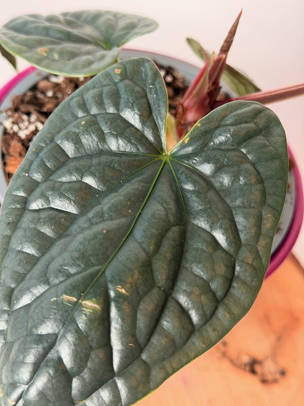 Anthurium luxurians