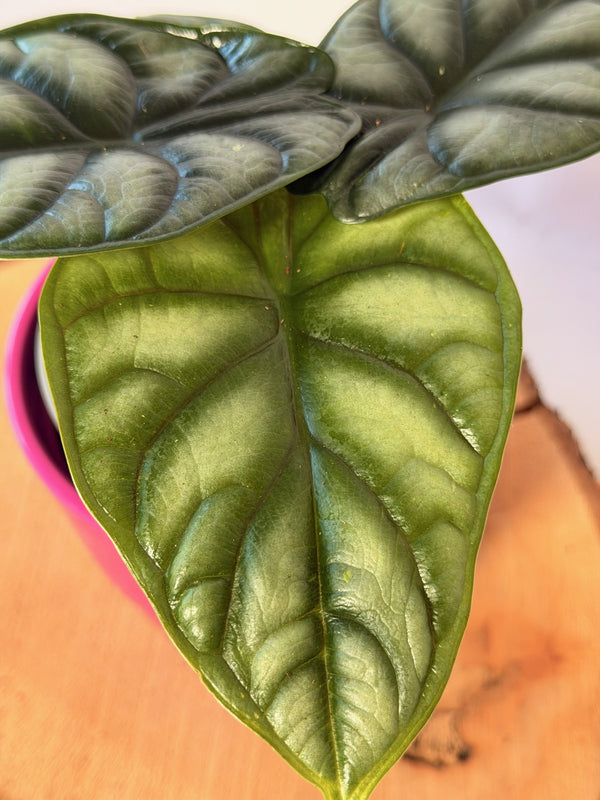 Alocasia baginda ‘Silver Dragon’