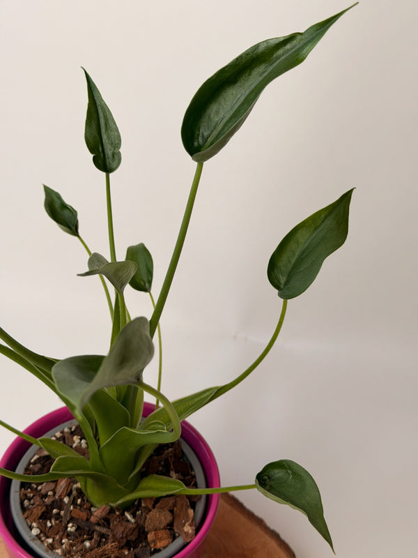 Alocasia ‘Tiny Dancer’