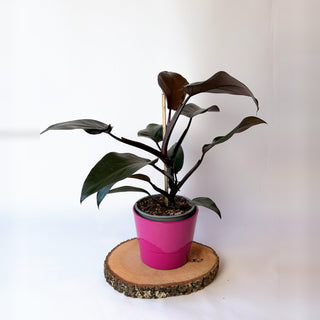 Philodendron ‘New Red’