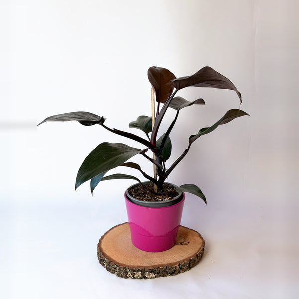 Philodendron ‘New Red’