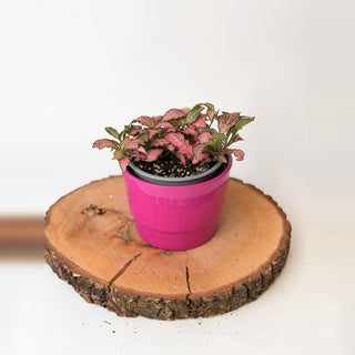 Fittonia (mix barev)