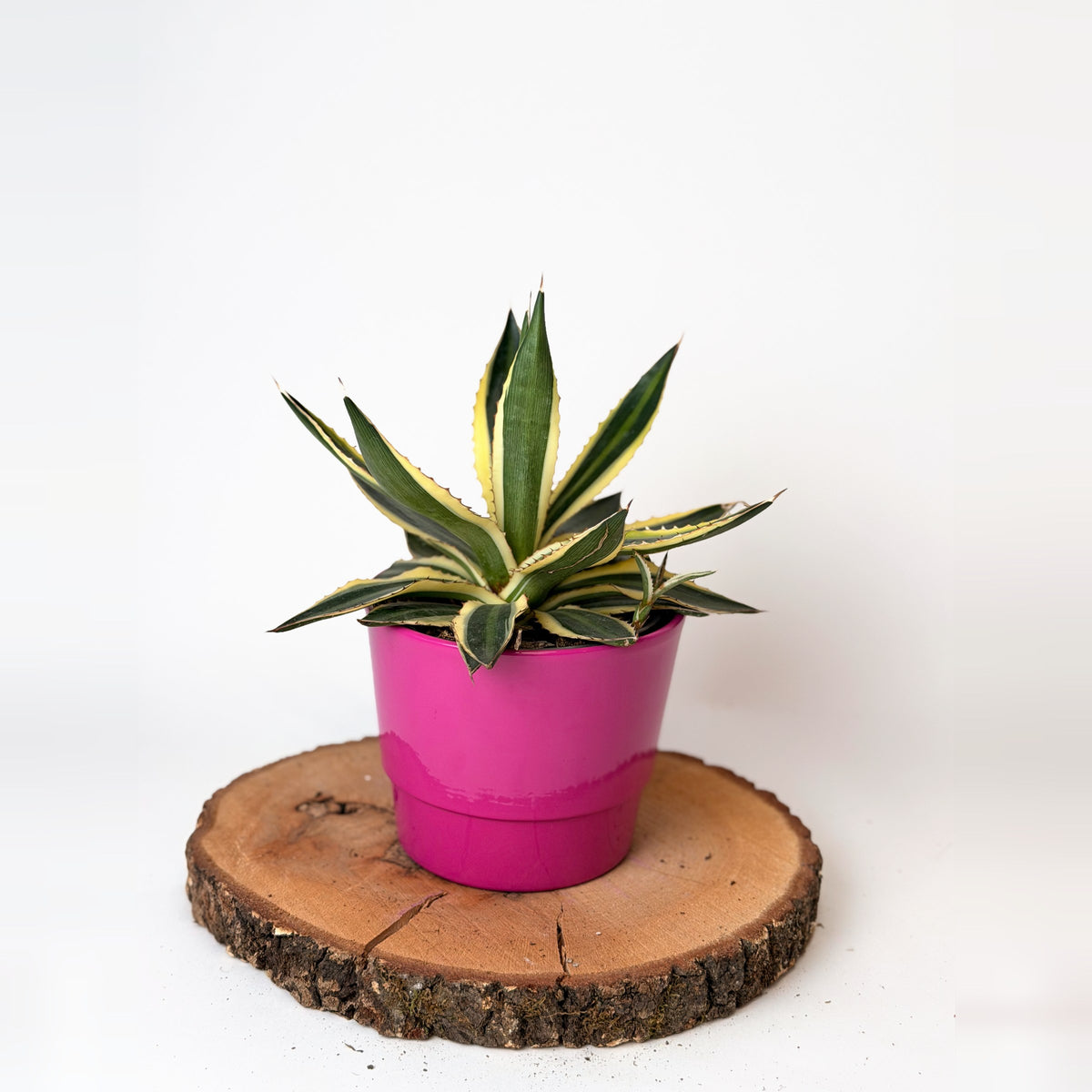 Agave lophantha ‘Quadricolor’ (agáve čtyřbarevná)