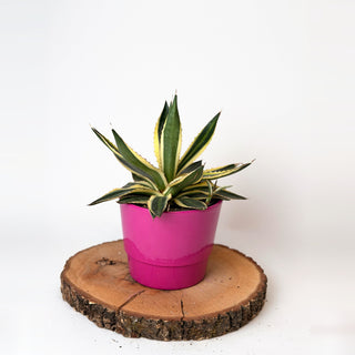Agave lophantha ‘Quadricolor’ (agáve čtyřbarevná)