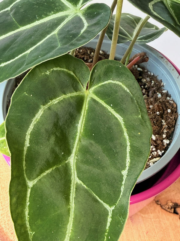 Anthurium crystallinum