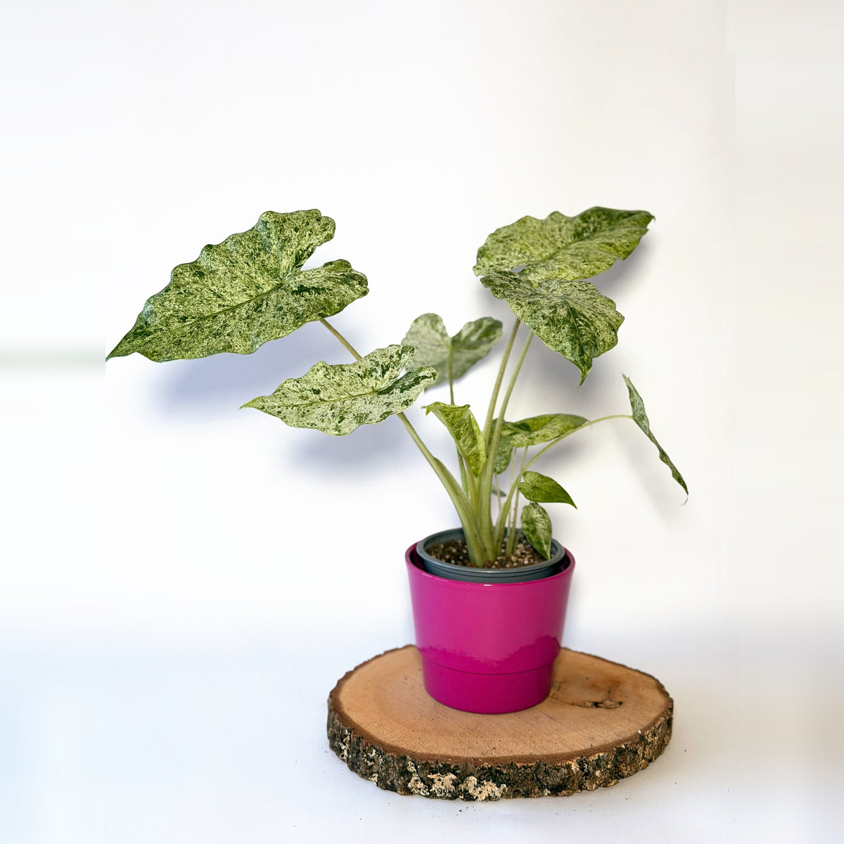 Alocasia macrorrhizos ‘Camouflage’ (variegata)