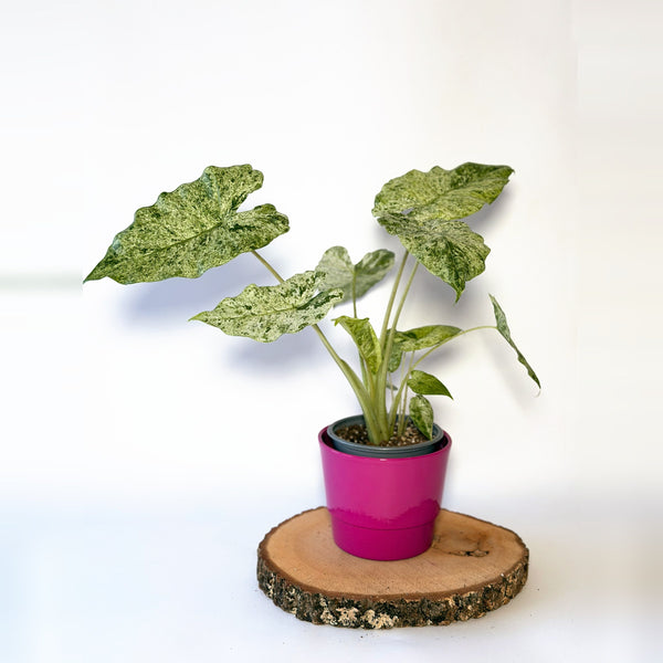 Alocasia macrorrhizos ‘Camouflage’ (variegata)