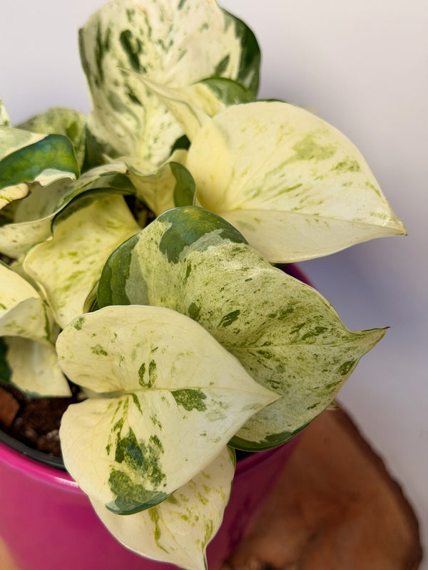 Epipremnum pinnatum ‘Happy Leaf’