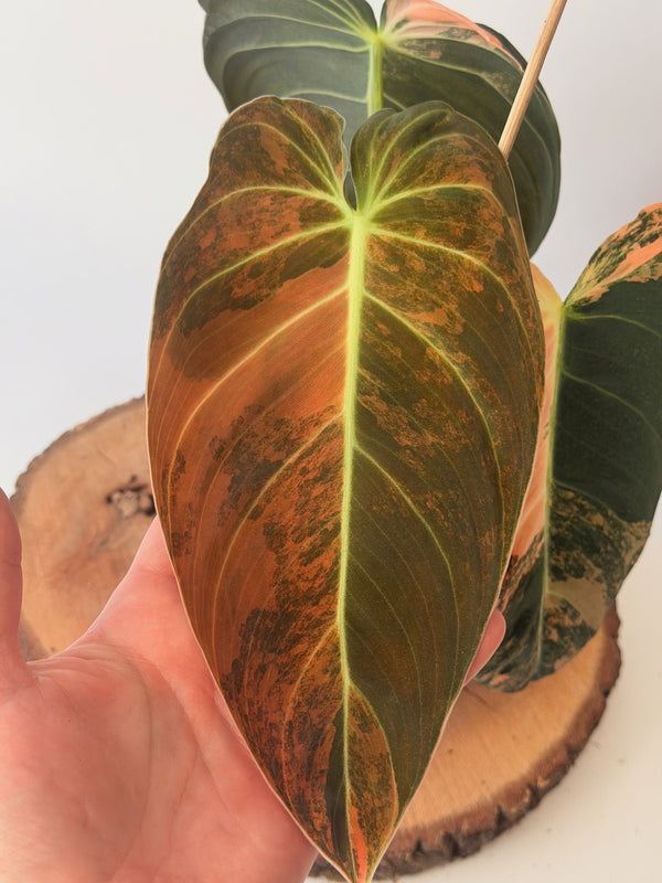 Philodendron melanochrysum ‘Variegata’