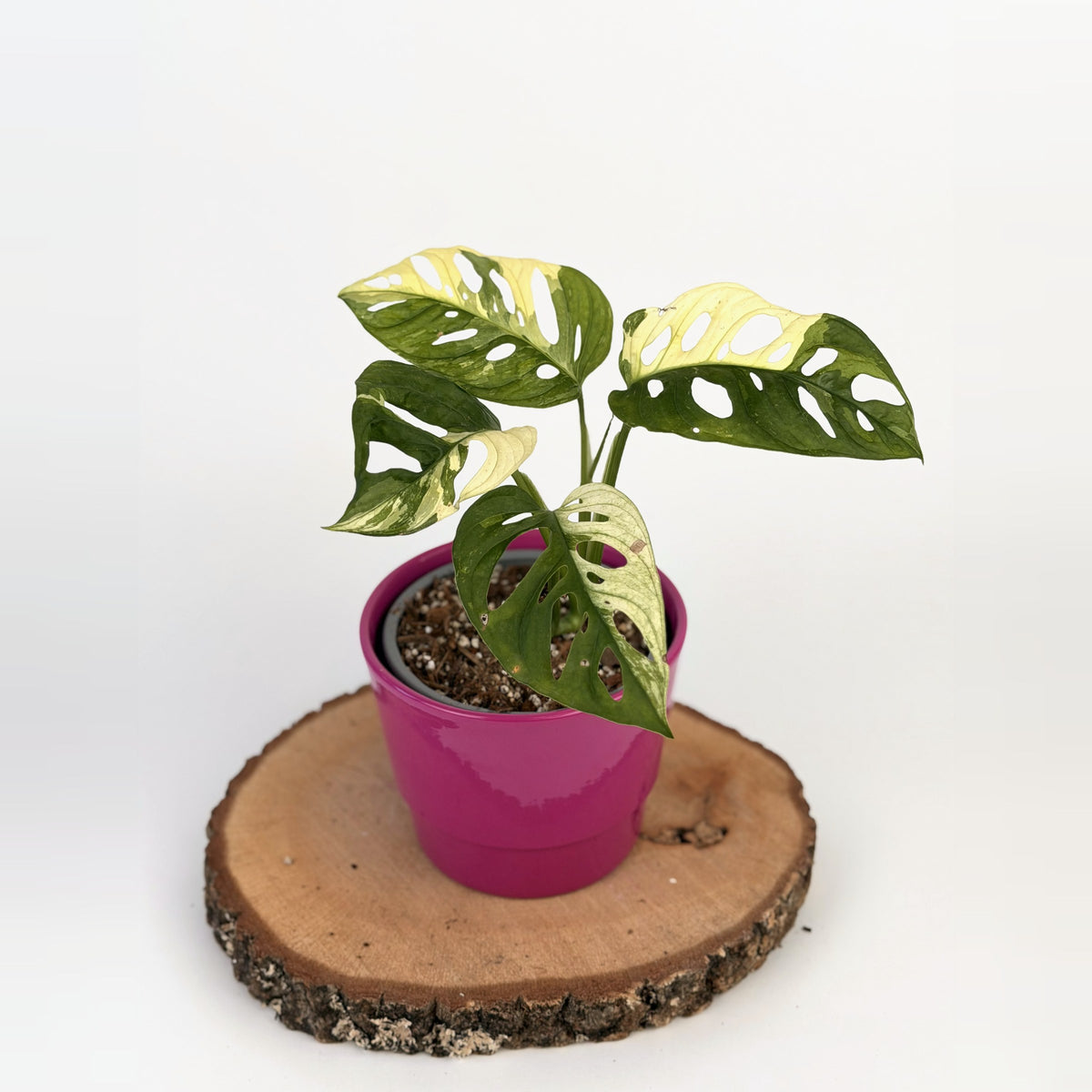 Monstera adansonii ‘Japanese Tricolor’