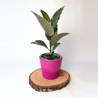 Ficus elastica ‘Tineke’ (fíkus)
