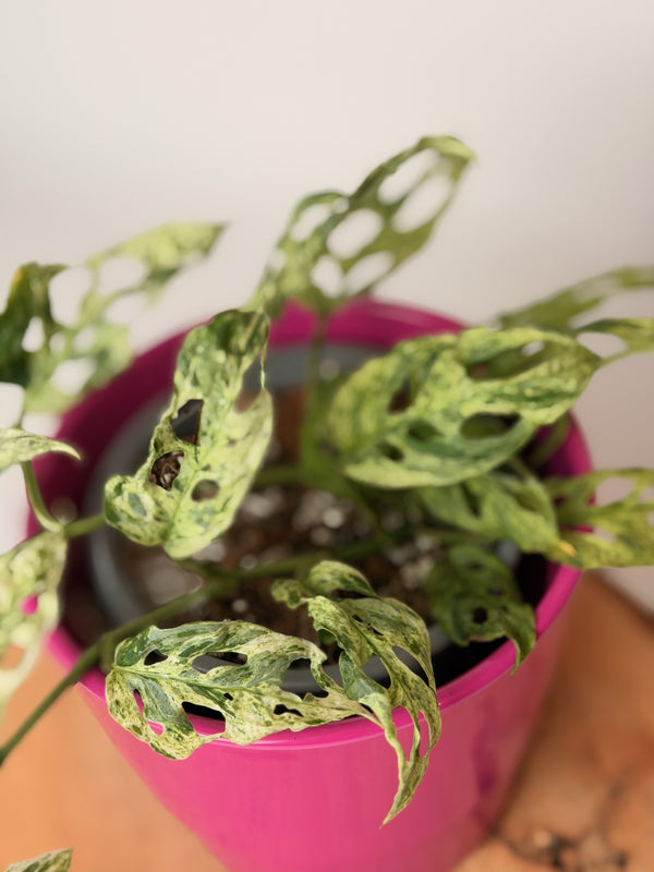 Monstera adansonii ‘Frozen Freckles’