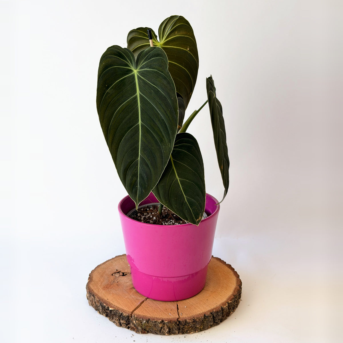 Philodendron melanochrysum