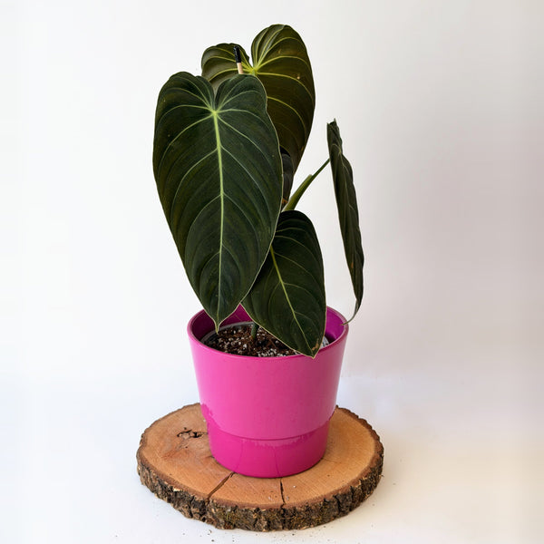 Philodendron melanochrysum