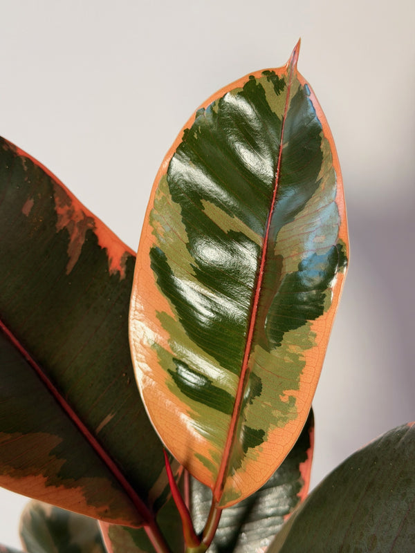 Ficus elastica ‘Belize’ (fíkus)