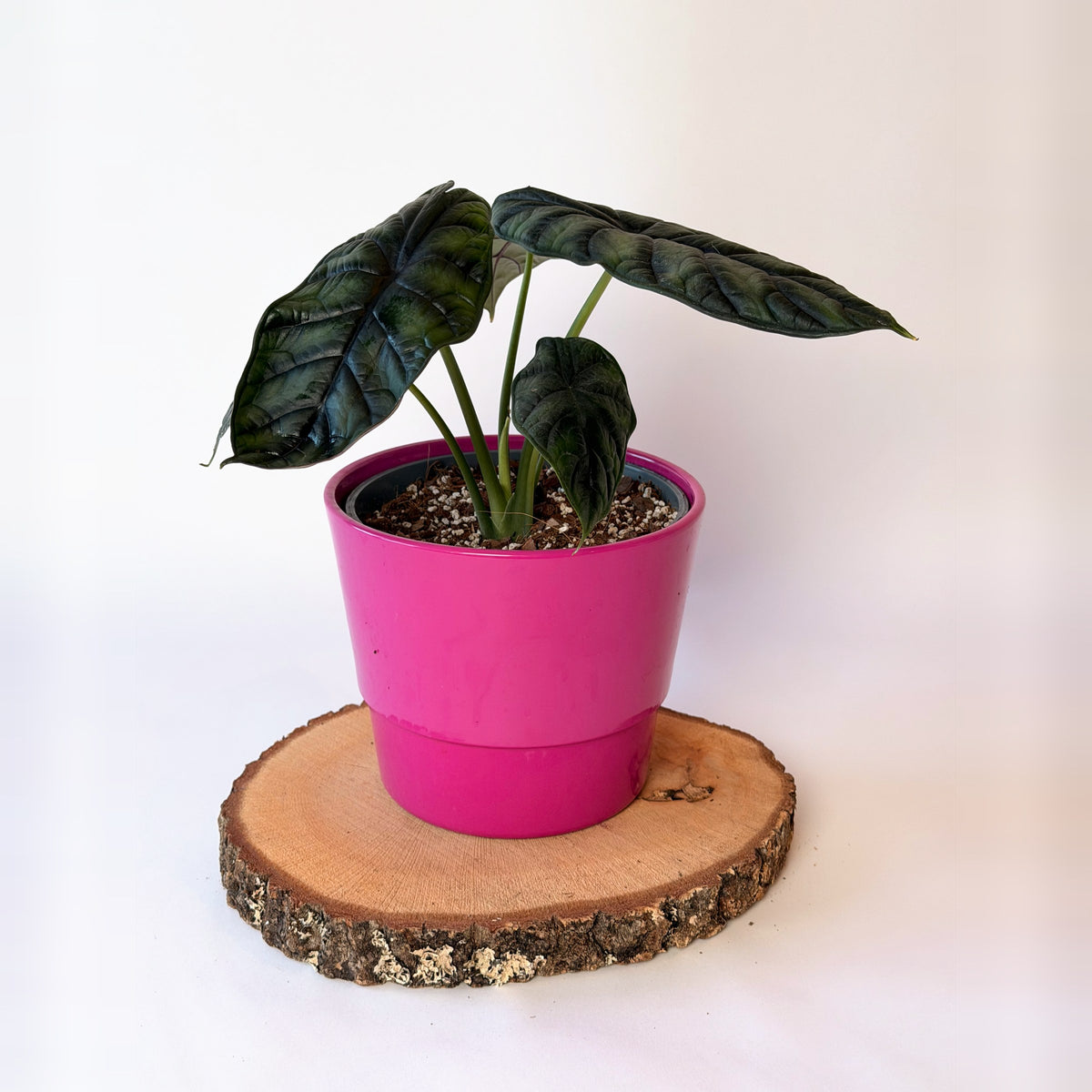 Alocasia baginda ‘Dragon Scale’