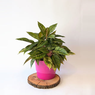 Aglaonema ‘Cocomelon’