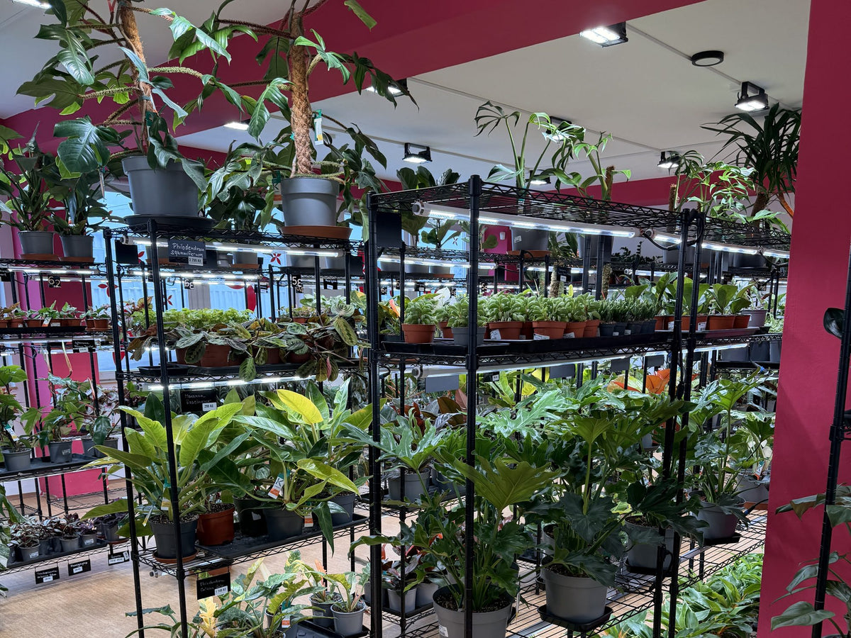 Showroom v Brně-Černovicích